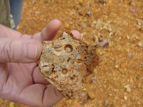 fossil crinoid impressions