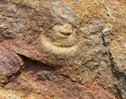 fossil gastropod