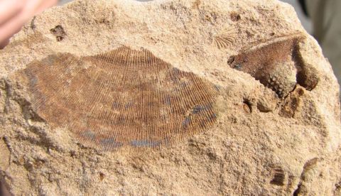 fossil shell and trilobite