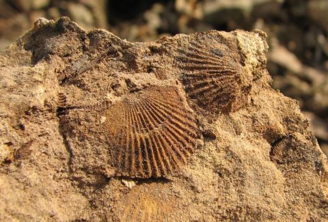 fossil brachiopod impressions
