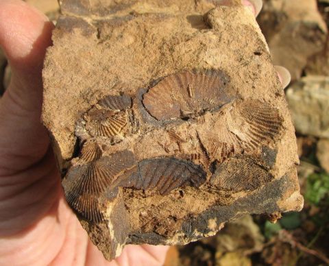 fossil brachiopod impressions