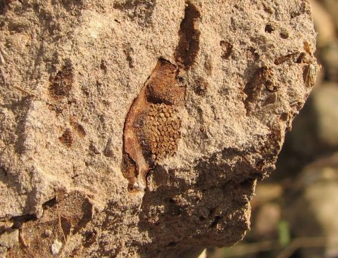 trilobite head