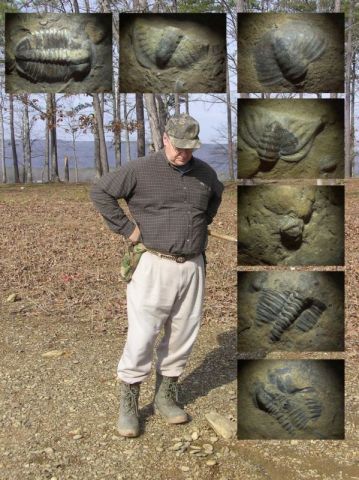 trilobite