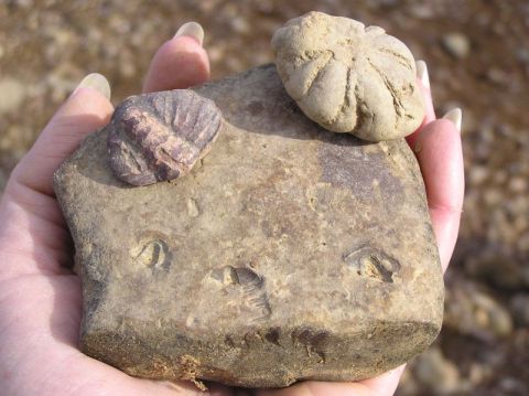 trilobite and brooksella