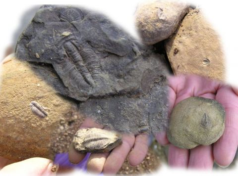 trilobite specimens