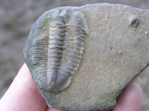 trilobite