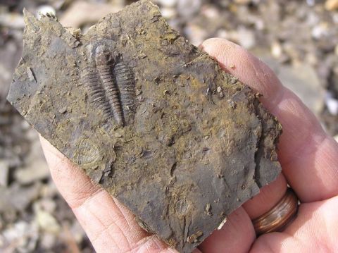 trilobite