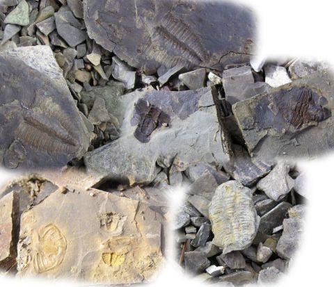 trilobite