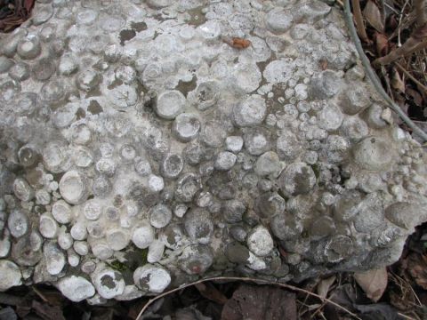 BPS fossil field trip