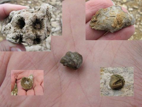 trilobite, coral, bryozoan, blastoid