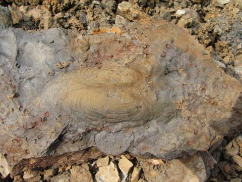 fossil bivalve