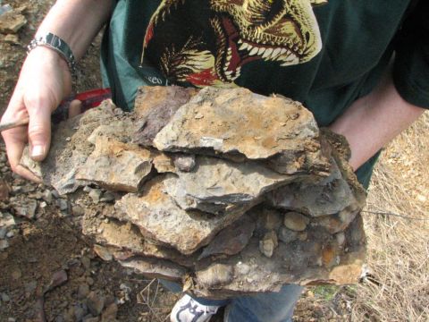 Slabs of rock filled with fossils