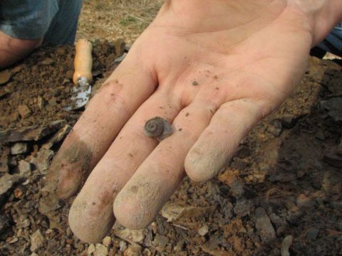 fossil gastropod