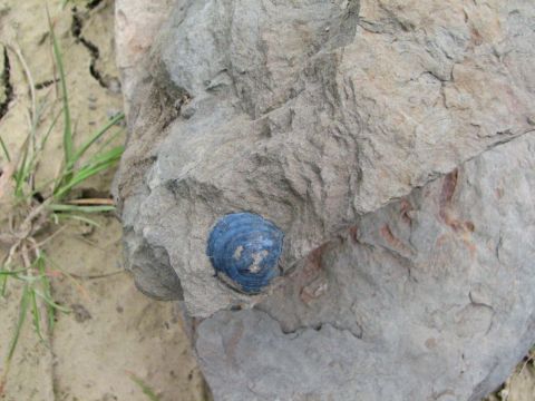 fossil limpet