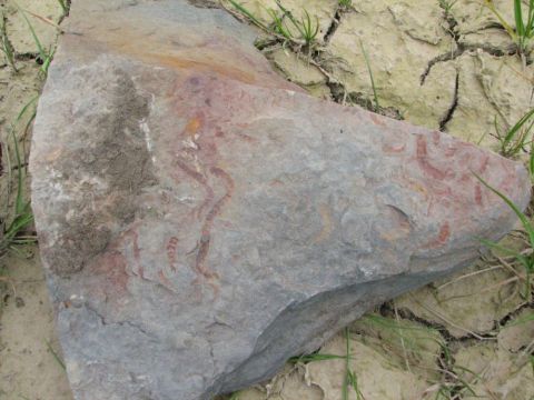Segmented trace fossils