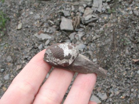 fossil shell