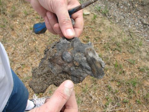 Fossil shells and calamites