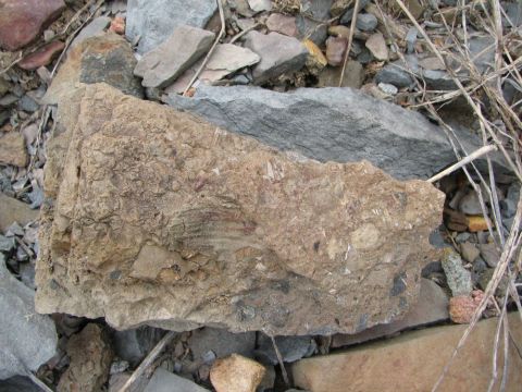 shells and debris in a slab of rock