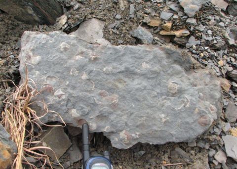 Slab of fossil shells