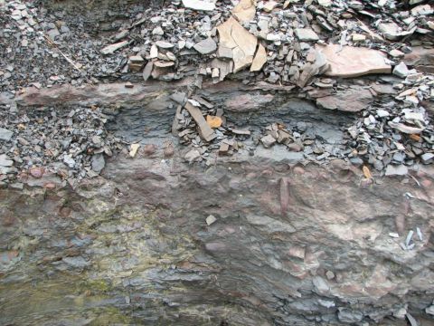 fossil shells in narrow layer