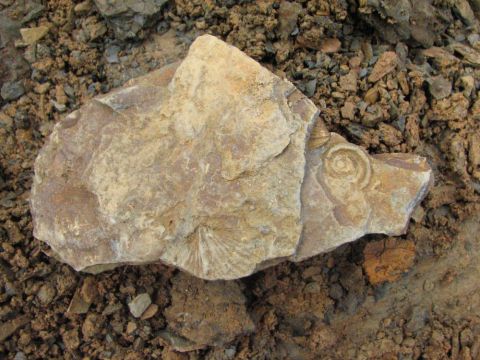 Fossil brachiopod and gastropod