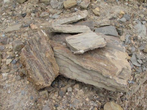 Permineralized wood
