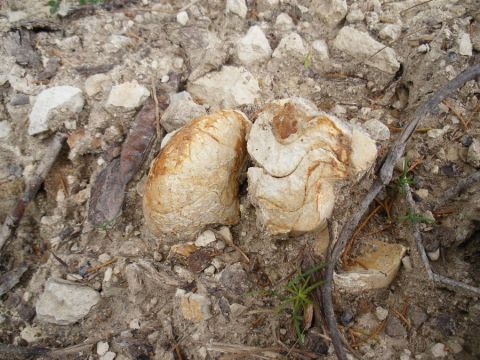 Butler county BPS fossil field trip