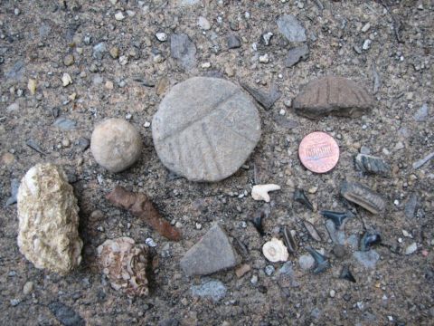 Butler county BPS fossil field trip