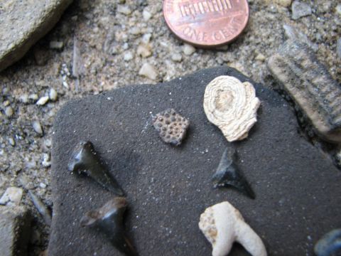 Butler county BPS fossil field trip