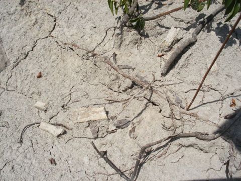 Fossil mosasaur bones