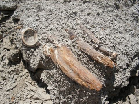 Fossil fish vertebra