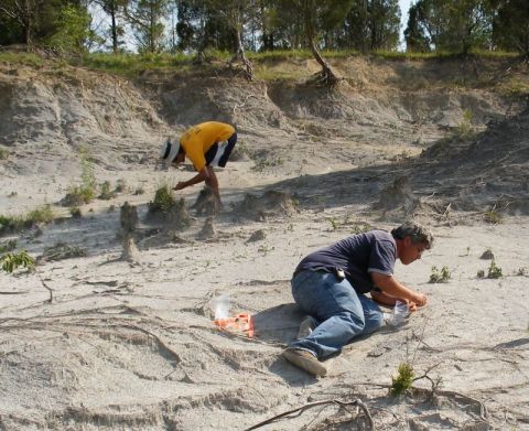 examine chalk for fossils