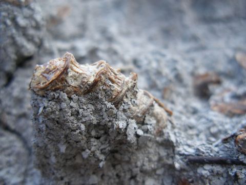 Fossil fish vertebra