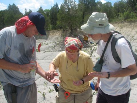 fossil examination