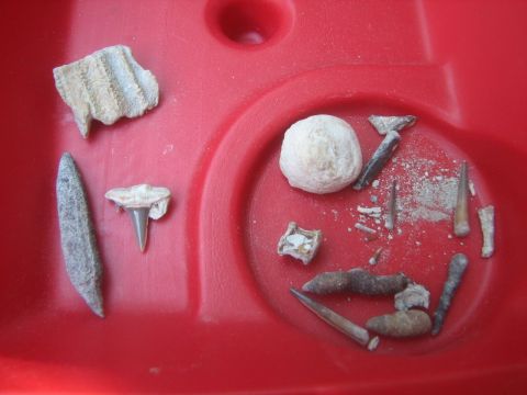 miscellaneous fossils