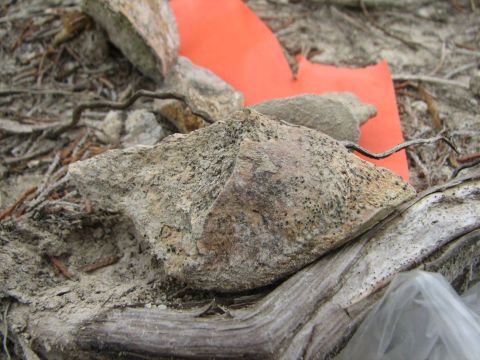 mosasaur bone