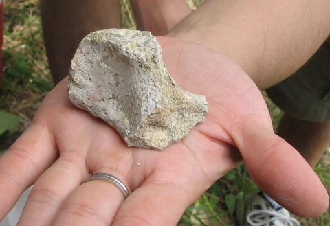 fossil turtle scapula