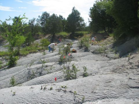 flagged fossil mosasaur and turtle