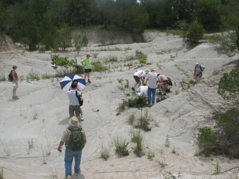 members converging on fish jaw site