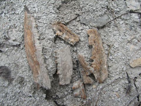 fossil fish jaw