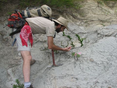 examining a fossil