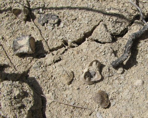 fossil fish vertebra and shell