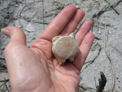 mosasaur vertebra