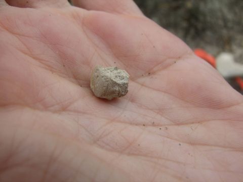 fossil mosasaur vertebra