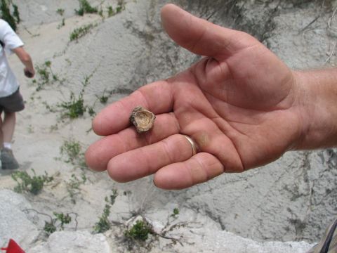 fish vertebra