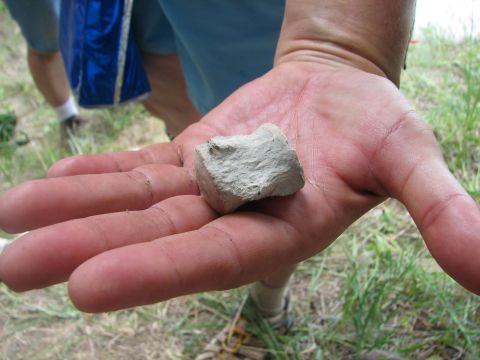 mosasaur vertebra