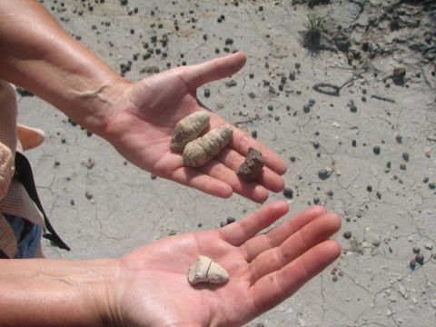 coprolite, jaw bone