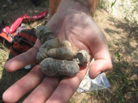 coprolite