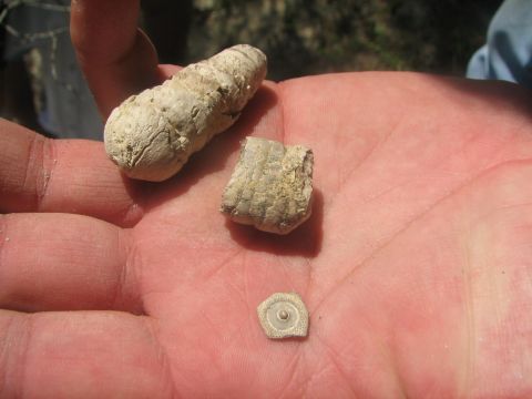 coprolite, echinoid