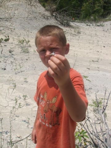 shark tooth